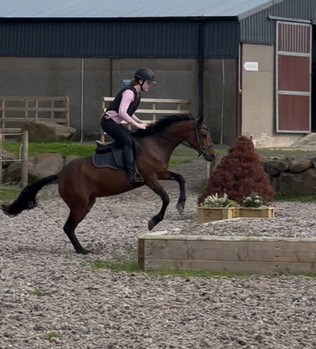~ Exceptional 140cm 5yo registered Class 1 Bay Connemara