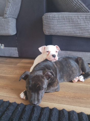 American bulldog Cross Staffordshire bull terrier