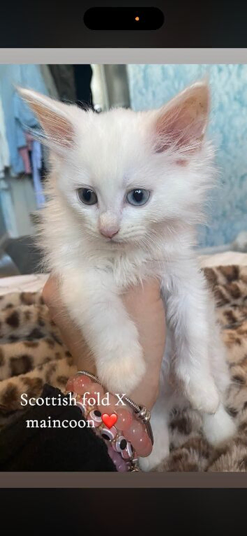 Adorable mainecoon/ scottish fold kittens!