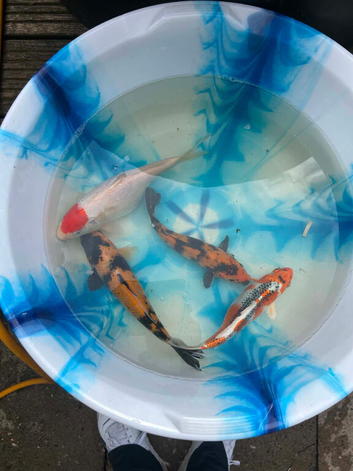 Japanese koi
