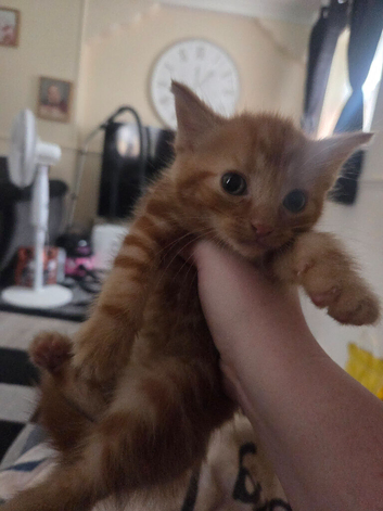 Boy kitten for sale