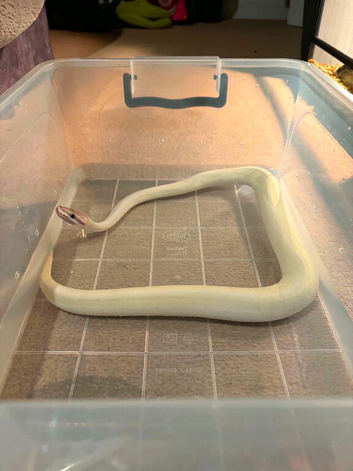 Super Mojave 100% het Albino Royal Python And 4x1.5x1.5 full Vivarium set up