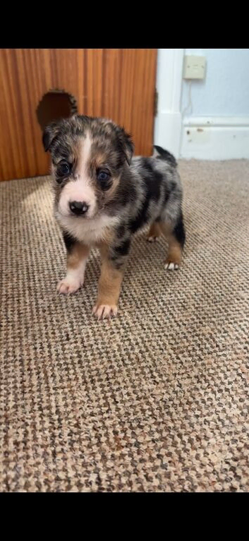 Collie X Malinios puppies