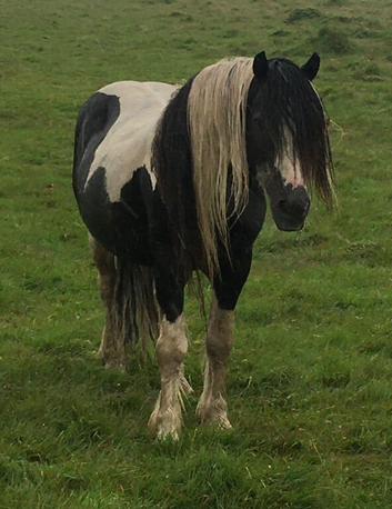 Homozygous Tobiano stallion