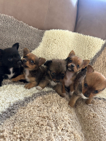 5 Adorable Jack Pom Puppies