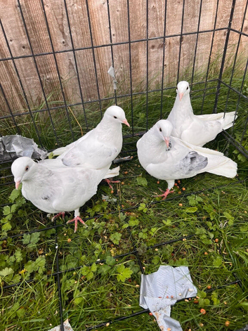 2pairs of roller tumbler pigeons