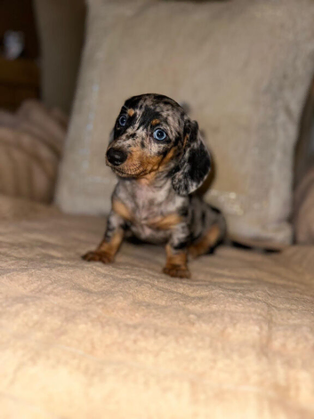 Miniature dachshund