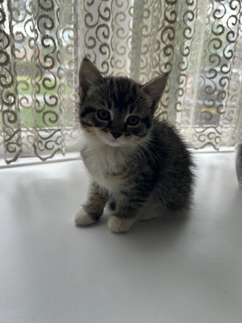 Adorable Kittens (Can be delivered)