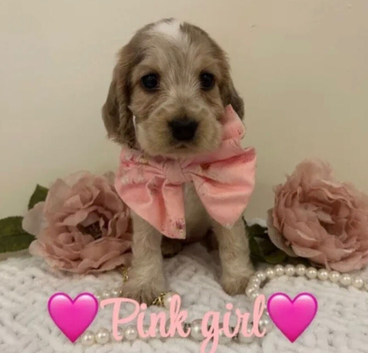 KC Registered Show Type Cocker Spaniel Puppies