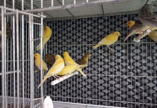 Friendly canaries for sale