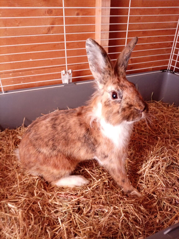 Rex cross lionhead