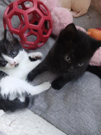 Beautiful healthy 2 boys kittens looking for home