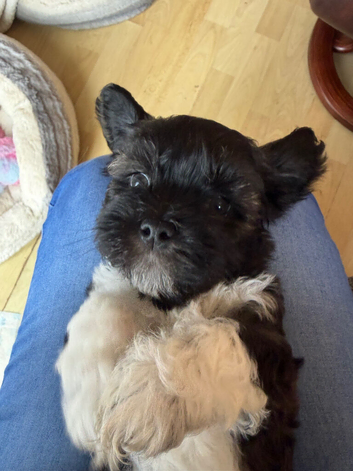 Lhasa Apso puppies for sale