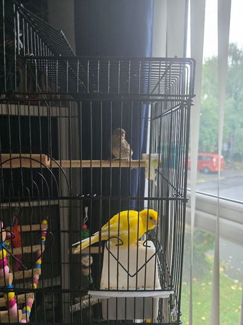 2 young female canaries and large cage and accessories