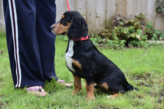 6 Months Old Male Working Cocker KC Reg.