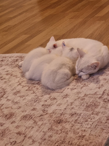 2 beautiful white well loved kittens