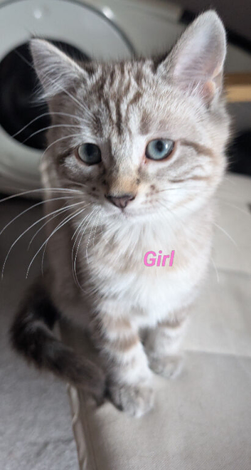 Two female ragdoll kittens