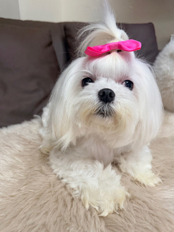 21 month Male Maltese and 5 year Female Maltese