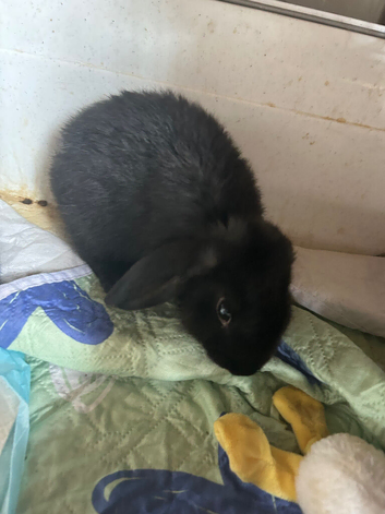 Baby rabbits