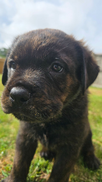 Chunky Rottiecorso's