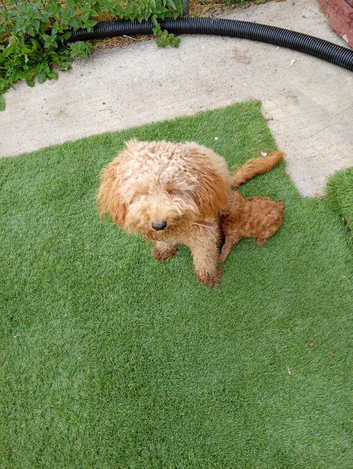 Beautiful maltipoo advert title