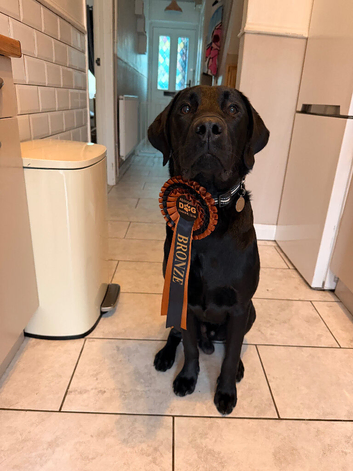 9 month old highly trained working line Labrador puppy