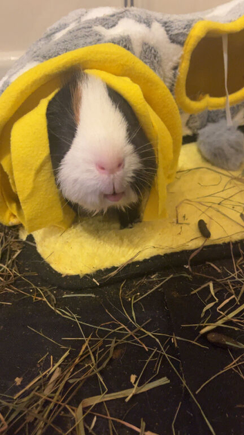 Male guinea pig