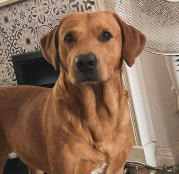 Labrador for stud