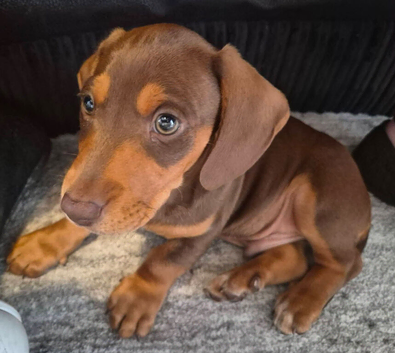 Dashhound puppy