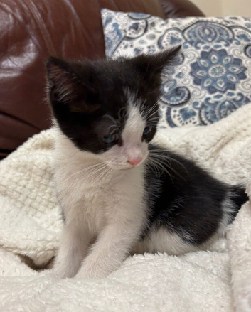 Ragdoll Mix Kittens (Ready Now)