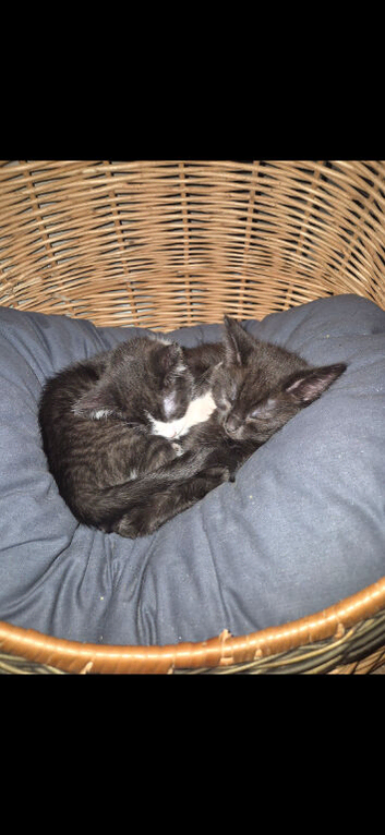 Female Kittens