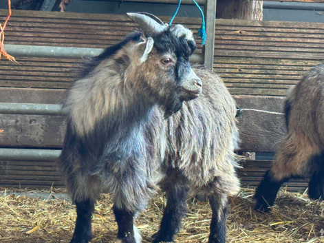 6 month old Pygmy wethers