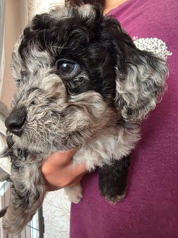 Beautiful cuddly mini Labradoodles F1b looking for forever home.