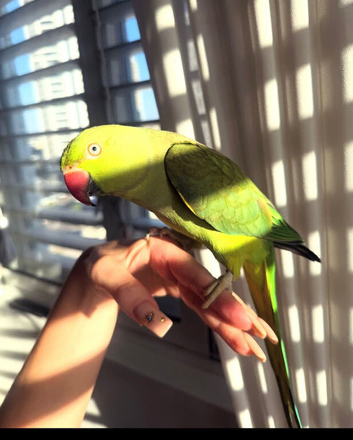 Baby Green Ringneck Talking Parrot