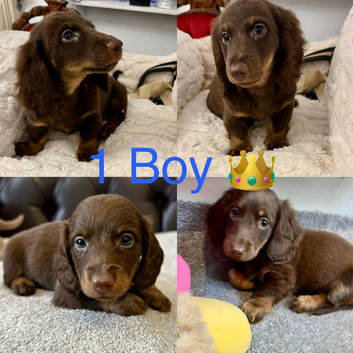 Dachshund miniature long haired