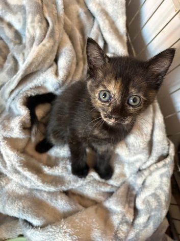 Beautiful kittens