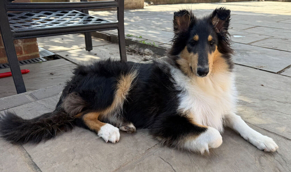 4.5 Month Old Tri Coloured Female Rough Collie Puppy