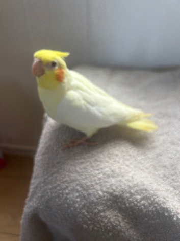 Lovely hand reared baby cockatiels