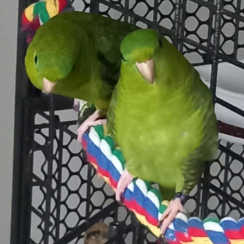 A Trio of Lineolated Paraketts