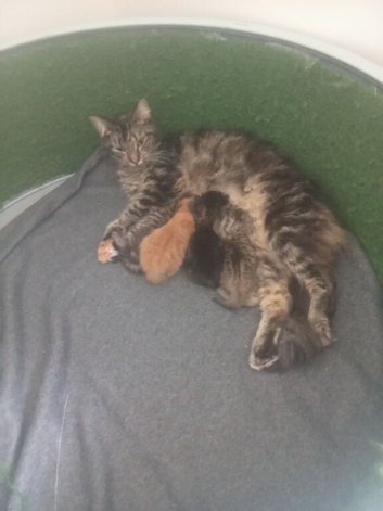 Kittens