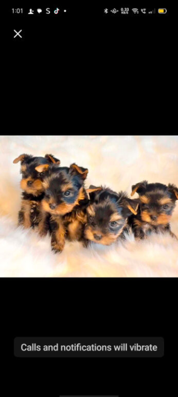 Mini mini Yorkshire Terrier pups