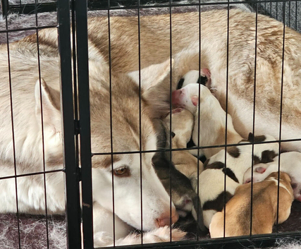 Two white female siberian huskies