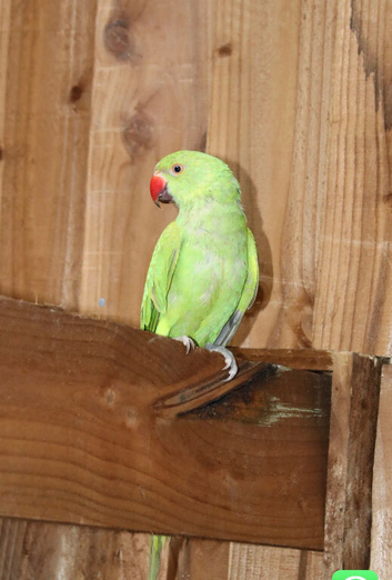 Green ringneck parrot