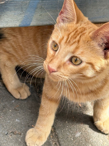 Ginger Tabby and PartBengal