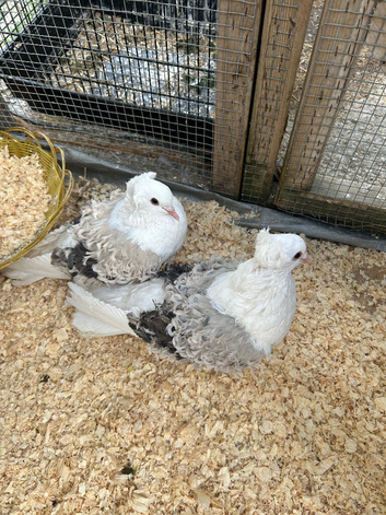 Frillback Pigeons