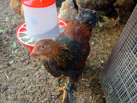 A trio of beautiful brahma