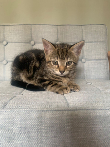 Female kitten