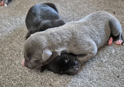 1 LEFT! Collie/Whippet/Grey Lurcher Puppies