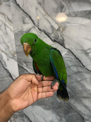 Stunning Baby HandReared Super Tame Cuddly Eclectus Parrot