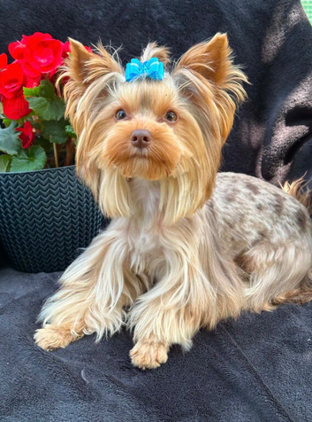 Beautiful chocolate Merle Yorkshire terrier male